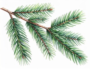 Naklejka premium Watercolor Painting of a Vibrant Green Spruce Branch with Needles on White Background