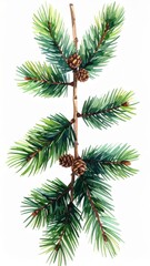Naklejka premium Coniferous Branch with Green Needles and Brown Cones on White Background