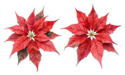 Two vibrant red poinsettia blooms watercolor on white