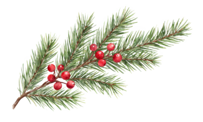 Watercolor Pine Branch with Red Berries Festive Winter Element