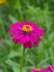 pink cosmos flower