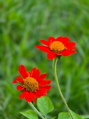 red daisy flower