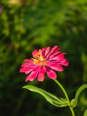 pink cosmos flower