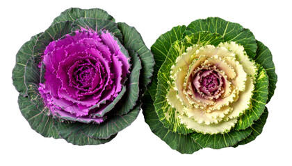 "Realistic Vector Illustration of Ornamental Cabbage Plants in Purple and Green Colors Isolated on White Background for Botanical and Garden Design"