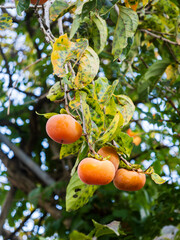 熟し柿 Ripe persimmons
October 2, 2025, filmed in Aomori Prefecture, Japan
2025年10月2日、日本・青森県にて撮影
