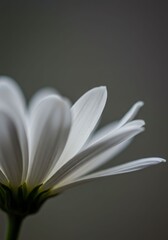 White Flower Petal Closeup with Soft Focus and Natural Lighting