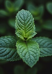 Close-up of Fresh Green Mint Leaves on Dark Background for Herbal and Cooking Use