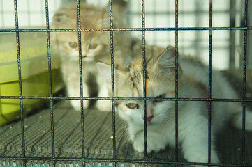 Two adorable kittens behind cage bars. The image shows the kittens are inside of the cage