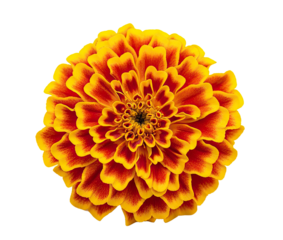 A vibrant orange and yellow flower with red accents, isolated on a png transparent.