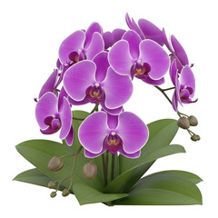 Obraz premium Close up of purple orchids on black background isolated illuustration on transparent background 