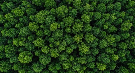 Aerial view of lush green forest canopy with dense tree tops