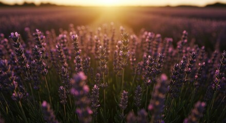 Golden hour sunlight illuminates a field of lavender blossoms at sunset