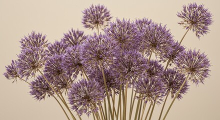 Detailed close-up of purple allium flowers against a neutral background