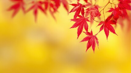 真っ赤な紅葉の背景