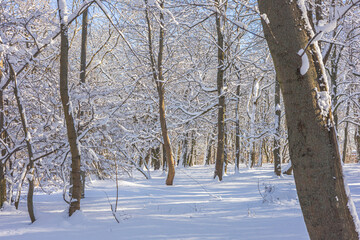 Tranquil Winter Forest Scene With Snow-Covered Trees, deep snow and Sunlight Through Branches