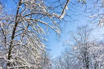 Snow-covered trees toward a clear blue sky in a tranquil winter scene. Branches laden with snow contrast against the bright backdrop. Peaceful cold-weather moments and outdoor seasonal beauty.