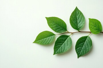 Obraz premium Green fresh branch with healthy leaves on white background symbolizing nature and freshness