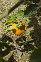 A persimmon tree with ripe orange fruit.