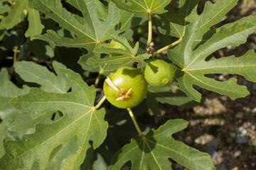 It is a fig tree with fruit.