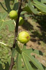 It is a fig tree with fruit.