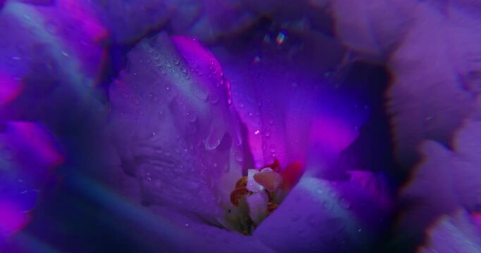Dew plant. Neon petals flower. Defocused purple blue color rainbow tropical eustoma nature pistils on abstract exotic light background.