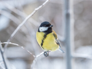 Cute bird Great tit, songbird sitting on the nice branch with beautiful autumn background