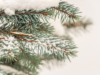 Green fir branches in winter covered with snow. Branches of fir tree as background. Frosty spruce branches. Outdoor with snowy winter nature. Forest landscape