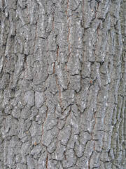 Bark texture and background of a old tree trunk. Detailed bark texture.