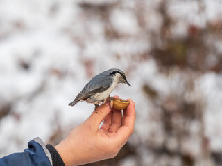 The Eurasian nuthatch eats seeds from a man's hand. Hungry bird wood nuthatch eating seeds from a hand during winter or autumn