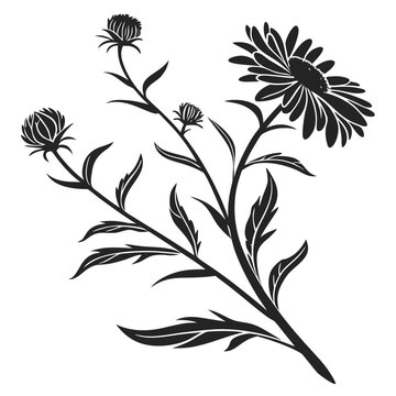 Elegant black and white silhouette of blooming asters and buds on a stem