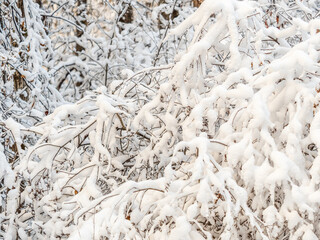 Tree branches in winter covered with snow and frost in snowfall. Frozen tree branches.