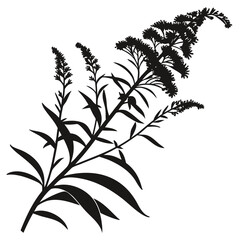 Black and white silhouette of goldenrod plant branches