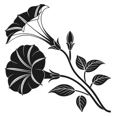 Elegant black and white illustration of morning glory flowers and buds
