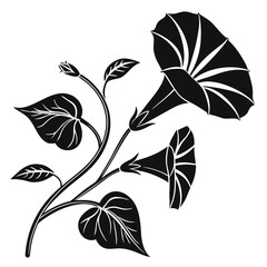 Elegant silhouette of morning glory flowers and leaves on black