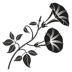 Elegant black and white morning glory flower silhouette