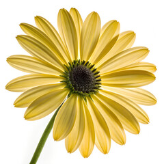 Obraz premium Close up of elegant yellow osteospermum flower on white background