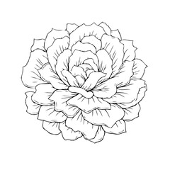 Elegant blossoming floral illustration featuring delicate petals in monochrome a beautiful flower