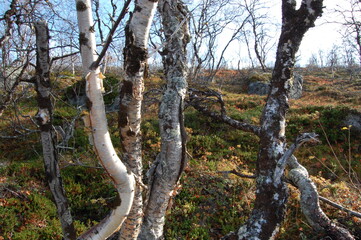 Fototapeta premium Crooked Karelian birches of the polar tundra on an autumn day.