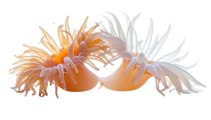 Bright Orange Sea Anemone with Tentacles Isolated on White Background, Marine Life