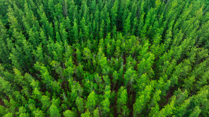 aerial view of dark green forest Abundant natural ecosystems of rainforest. Concept of nature forest preservation and reforestation.	