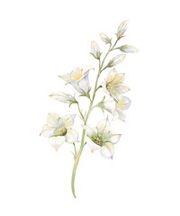 Gentle watercolor illustration of a delicate wildflower stem with soft white and yellow bell-shaped blooms, perfect for spring designs, wedding invitations, natural decor, and botanical art projects