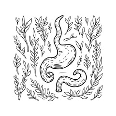 Illustrative depiction of human stomach surrounded by botanical elements showcasing digestive