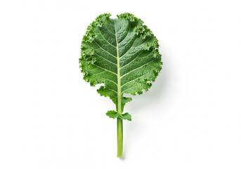 Fototapeta premium Single Kale Leaf Isolated on White Background.