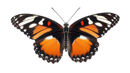 Naklejka premium A close up of a monarch butterfly with orange and black wings spread against on transparent background