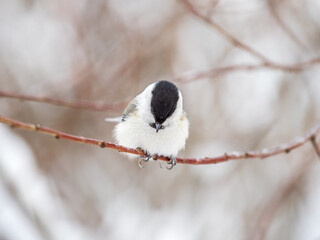 Cute bird Great tit, songbird sitting on the nice branch with beautiful autumn background