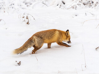 Obraz premium European Red Fox (Vulpes vulpes) in winter forest