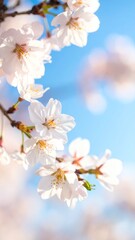White Sakura Blossoms in Bloom