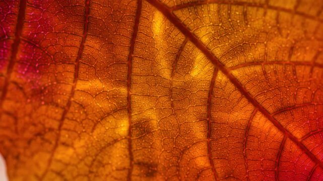 Seamlessly looping video showcasing an intricate network of abstract autumn leaf veins slowly intertwining and glowing with warm vibrant colors macro, loopable, orange