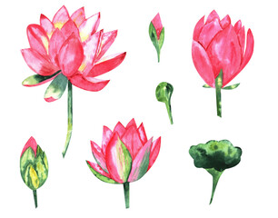 Pink lotuses, flowers, and buds with leaves, watercolor illustration. A set for decorating and designing souvenirs, postcards, posters, labels, and logos.