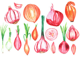 Watercolor illustration of onion and garlic isolated on white background, botanical illustration.